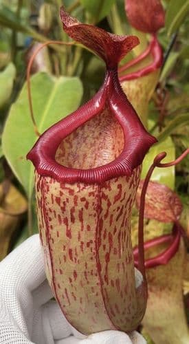 BE3823 Nepenthes ‘Mimi’ - selected cultivar