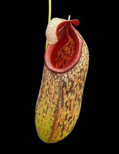 BE3832 N.aristolochioides x N.burkei