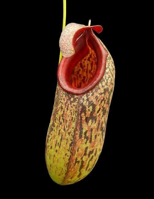 BE3832 N.aristolochioides x N.burkei