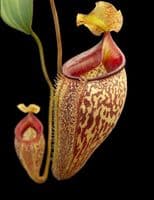 BE3835 N.talangensis - selected clone