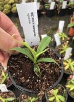 BE3835 N.talangensis - selected clone