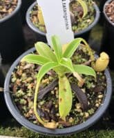 BE3835 N.talangensis - selected clone