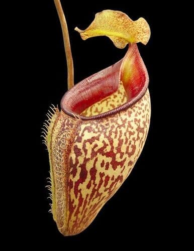 BE3835 N.talangensis - selected clone
