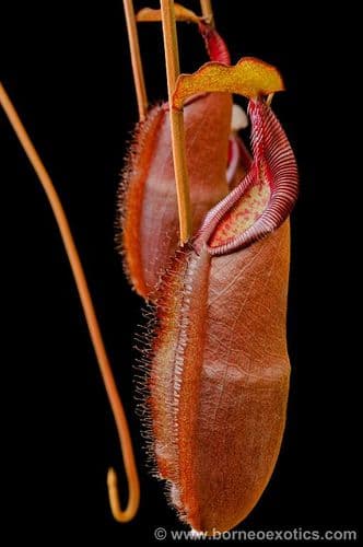 BE3837 N. densiflora – Gng Lueser