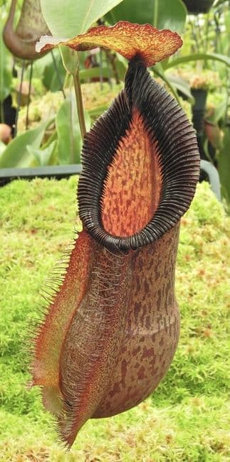 BE3843 N. spathulata x hamata ‘Tambusisi’