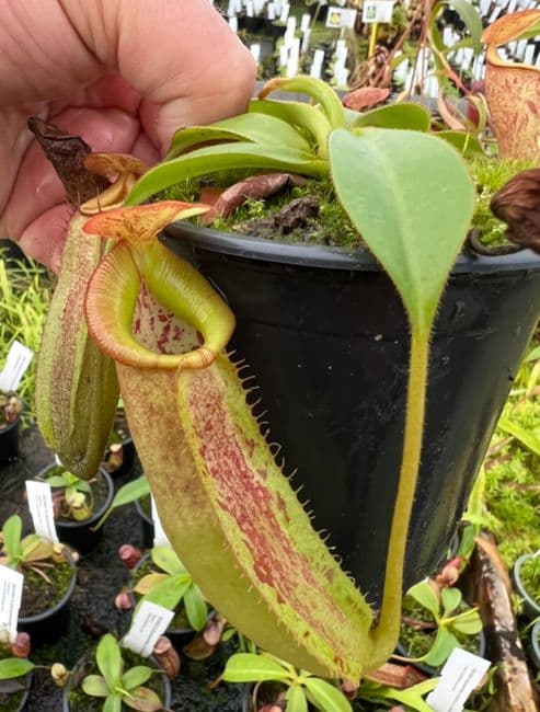 ダ*ケ様 P.veitchii limited species 3 editio P.veitchii limited species 3 edition