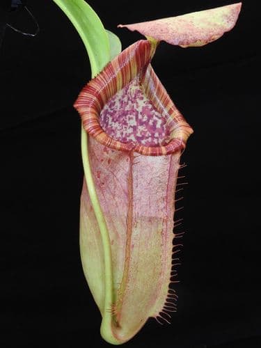 BE3844 N.(veitchii x lowii) x N.alata