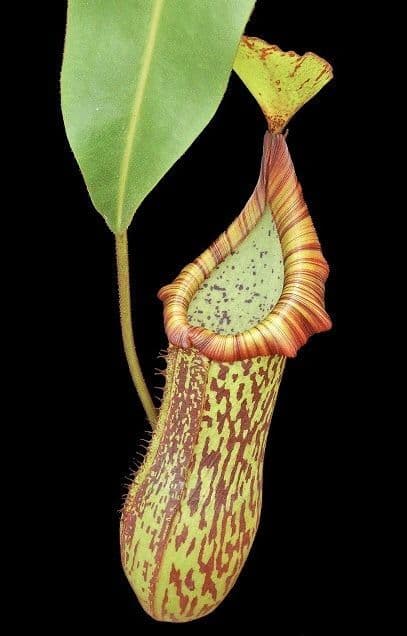 BE3847 N. platychila x dactylifera – assorted clones