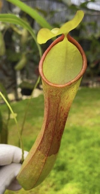 BE3849 N. burkei x reinwardtiana – assorted clones