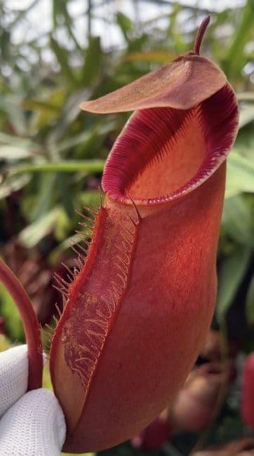 BE3861 N. diatas - Gng Masurai - Selected clone