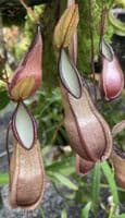 BE3870 Nepenthes tentaculata