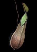 BE3870 Nepenthes tentaculata