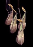 BE3870 Nepenthes tentaculata