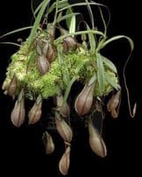 BE3870 Nepenthes tentaculata