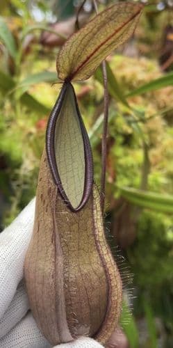 BE3870 Nepenthes tentaculata