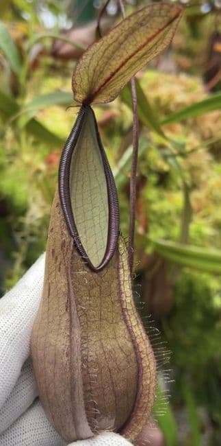BE3870 Nepenthes tentaculata
