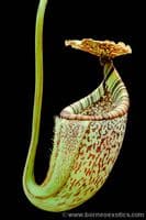 BE3873 N.burgidgeae