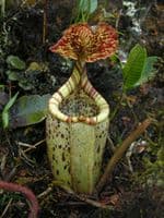 BE3873 N.burgidgeae