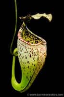BE3873 N.burgidgeae