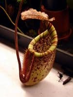 BE3873 N.burgidgeae