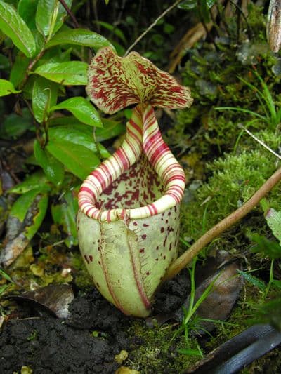 BE3873 N.burgidgeae