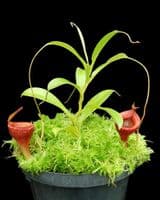 BE3875 N. jamban - best selected clones Small