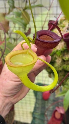 BE3875 N. jamban - best selected clones Small