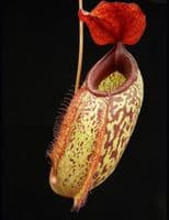 BE3877 N.merrilliana x N.aristolochioides -best selected clones