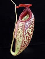 BE3877 N.merrilliana x N.aristolochioides -best selected clones