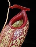 BE3877 N.merrilliana x N.aristolochioides -best selected clones