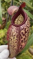 BE3877 N.merrilliana x N.aristolochioides -best selected clones