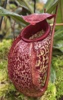 BE3877 N.merrilliana x N.aristolochioides -best selected clones