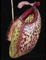 BE3877 N.merrilliana x N.aristolochioides -best selected clones