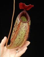 BE3877 N.merrilliana x N.aristolochioides -best selected clones