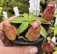 BE3877 N.merrilliana x N.aristolochioides -best selected clones