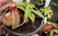 BE3877 N.merrilliana x N.aristolochioides -best selected clones
