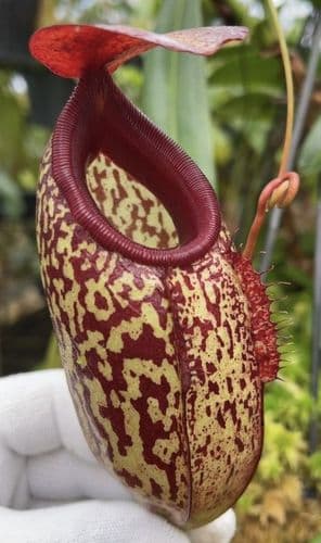 BE3877 N.merrilliana x N.aristolochioides -best selected clones