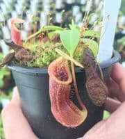 BE3878 N.singalana x N.burkei