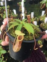 BE3878 N.singalana x N.burkei