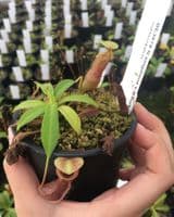 BE3878 N.singalana x N.burkei