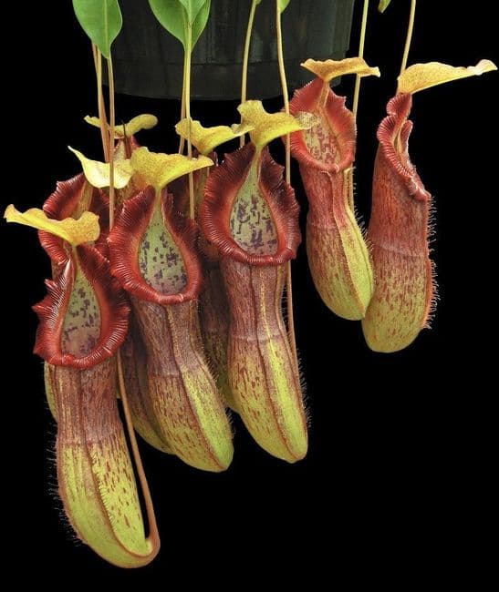 BE3878 N.singalana x N.burkei