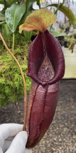 BE3882 N. singalana x ovata – assorted clones