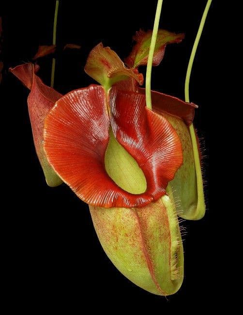 BE3883 N.spatulata x N.jacquelineae