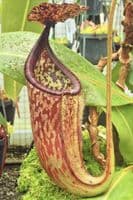 BE3888 N. burbidgeae x glandulifera – best selected clone