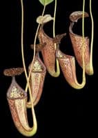BE3888 N. burbidgeae x glandulifera – best selected clone