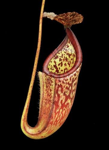 BE3888 N. burbidgeae x glandulifera – best selected clone