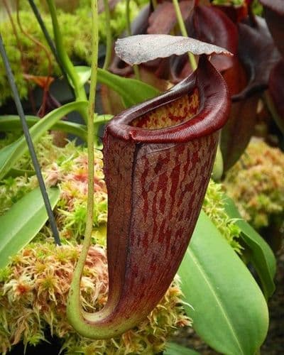 BE3891 N. glandulifera x tenuis