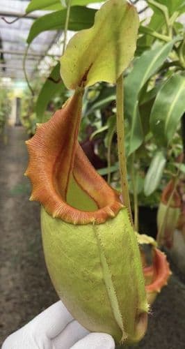 BE3892 N. veitchii x mira – best selected clone