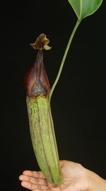 BE3893 N robcantleyi x zakriana assorted clones