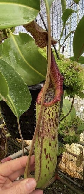 BE3893 N. robcantleyi x zakriana – assorted clones